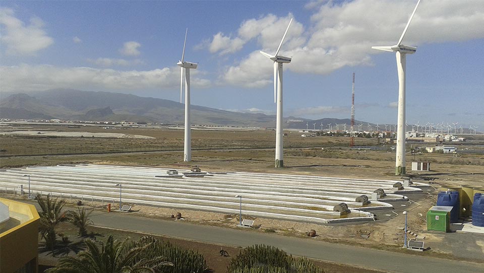 BIOTECNOLOGÍA - 2012. Incubación de la primera empresa de cultivo de microalgas de Canarias: Algalimento