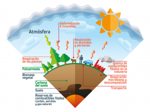 ic_medium_w300h300q100_grfico-ciclo-del-carbono-1-1024x766